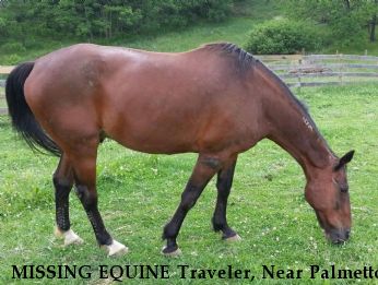 MISSING EQUINE Traveler, Near Palmetto, GA, 30277